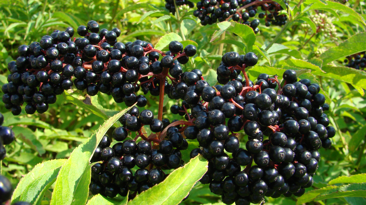 Elderberry Medicine with the Herbal Jedi