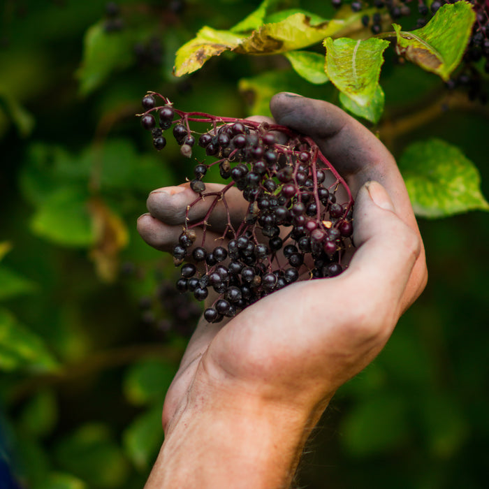 Celebrating Graystone Distribution’s Achievement: NOP Certification for Dried Elderberries!