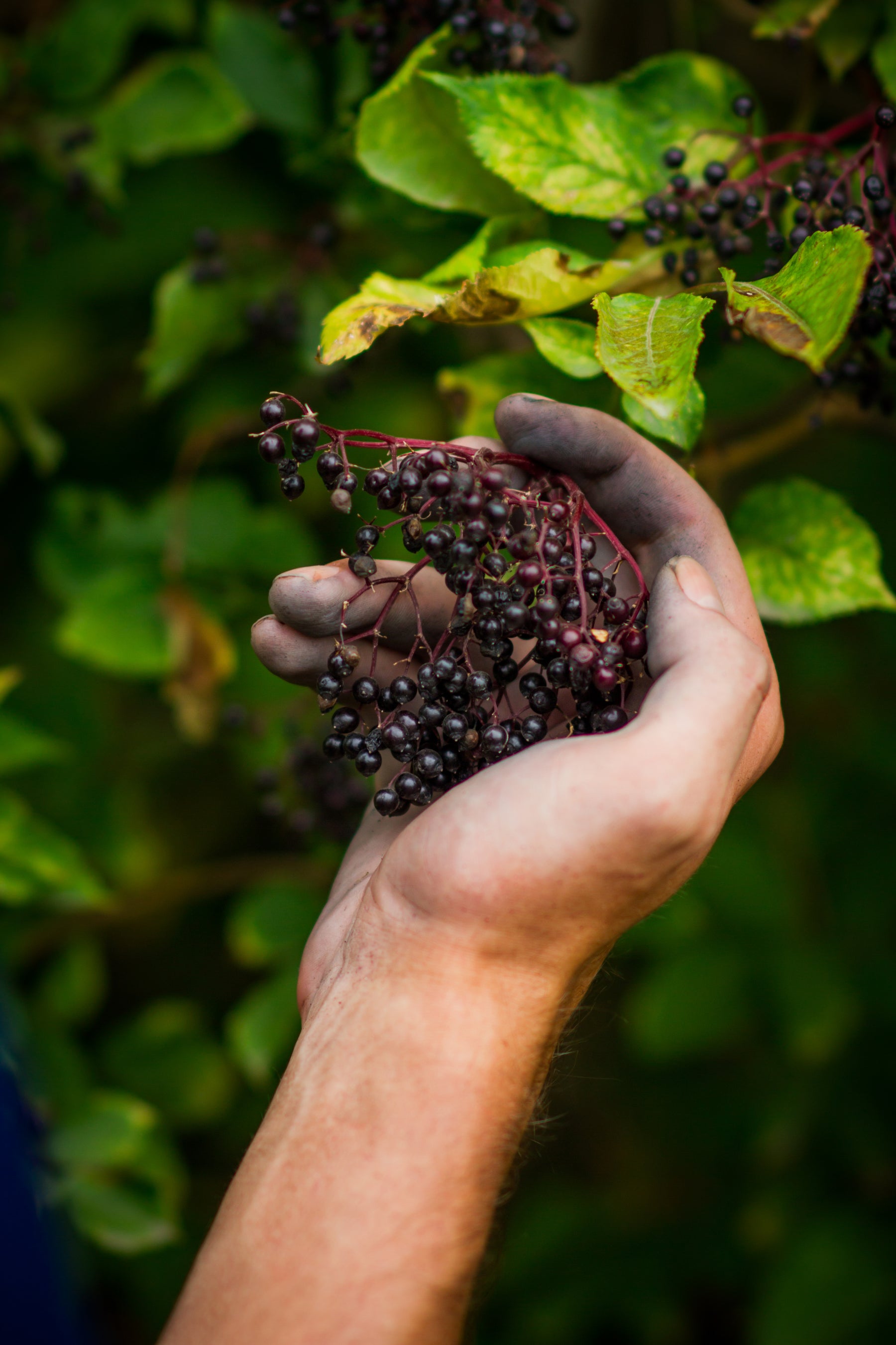 Celebrating Graystone Distribution’s Achievement: NOP Certification for Dried Elderberries!