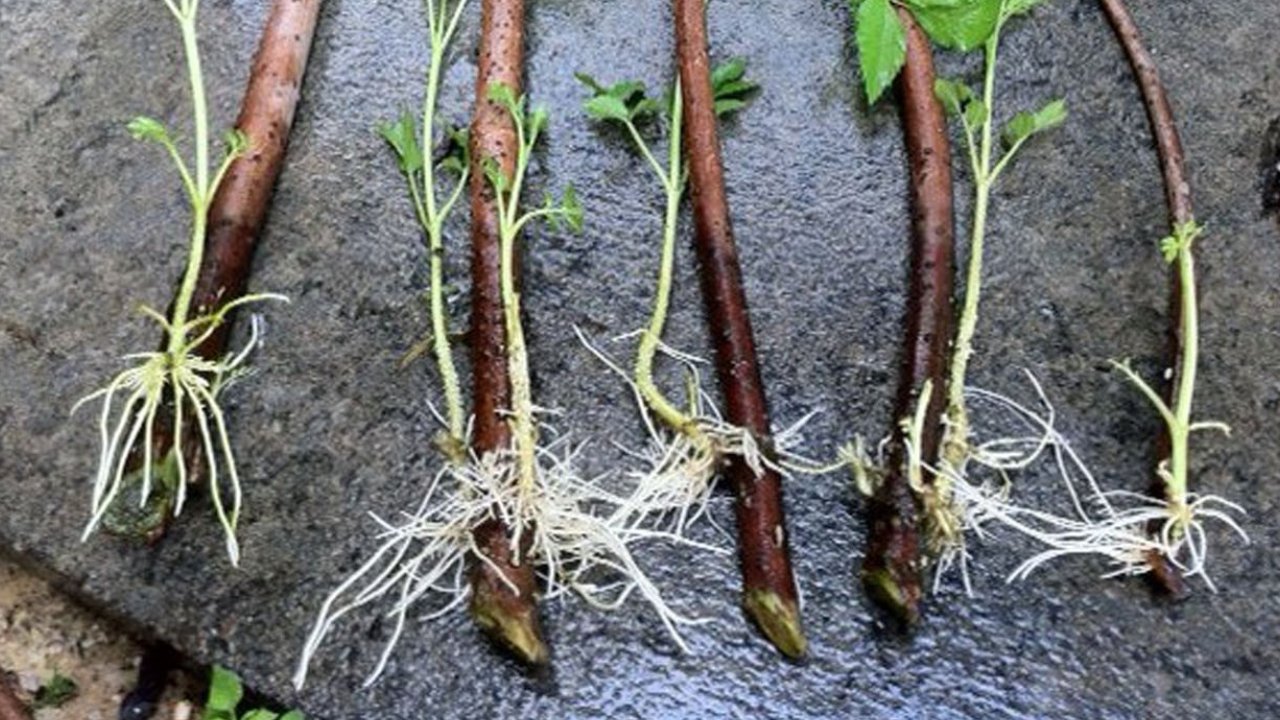 Herb Roots