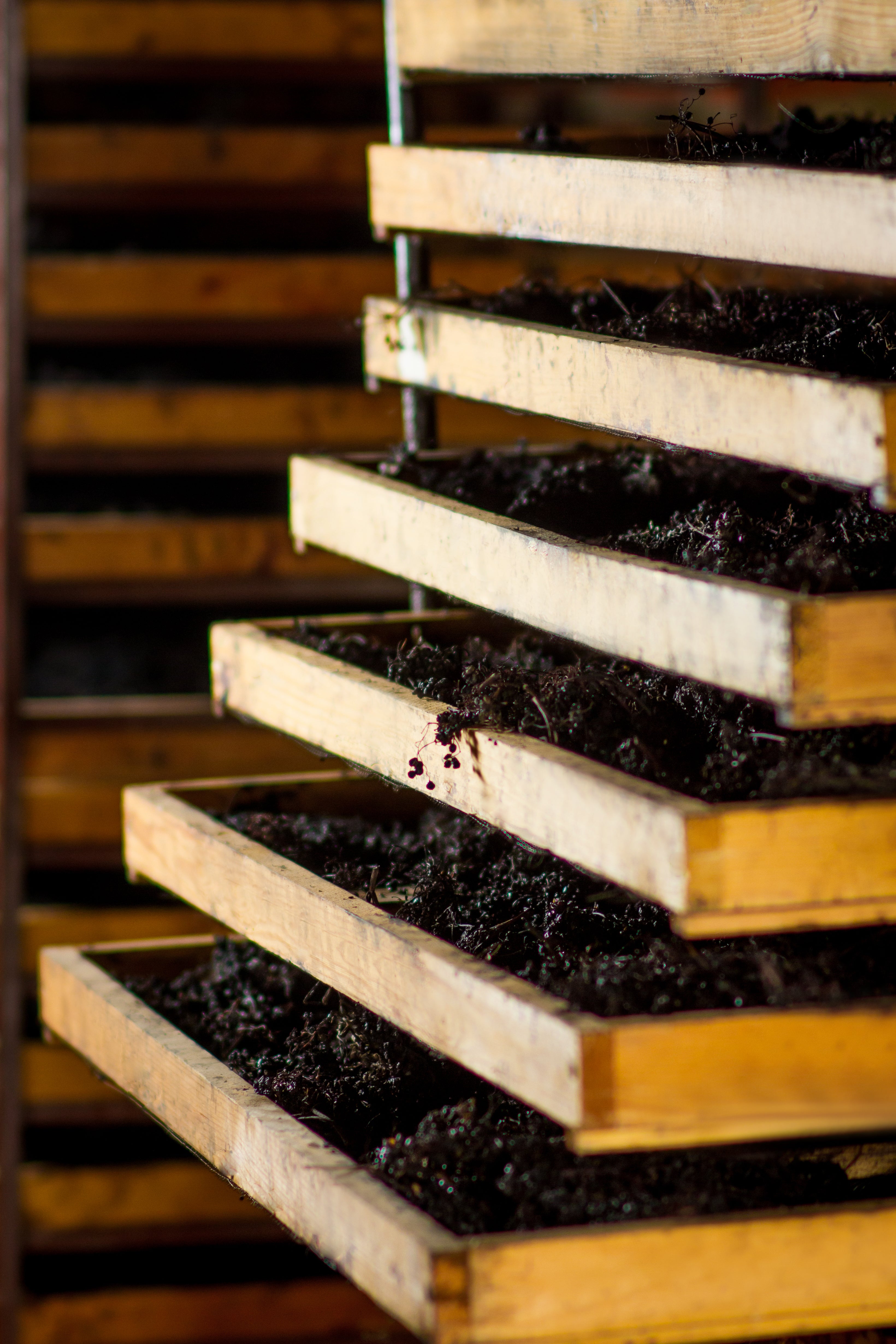 USDA-Certified Organic Dried Elderberries for Wholesale Production