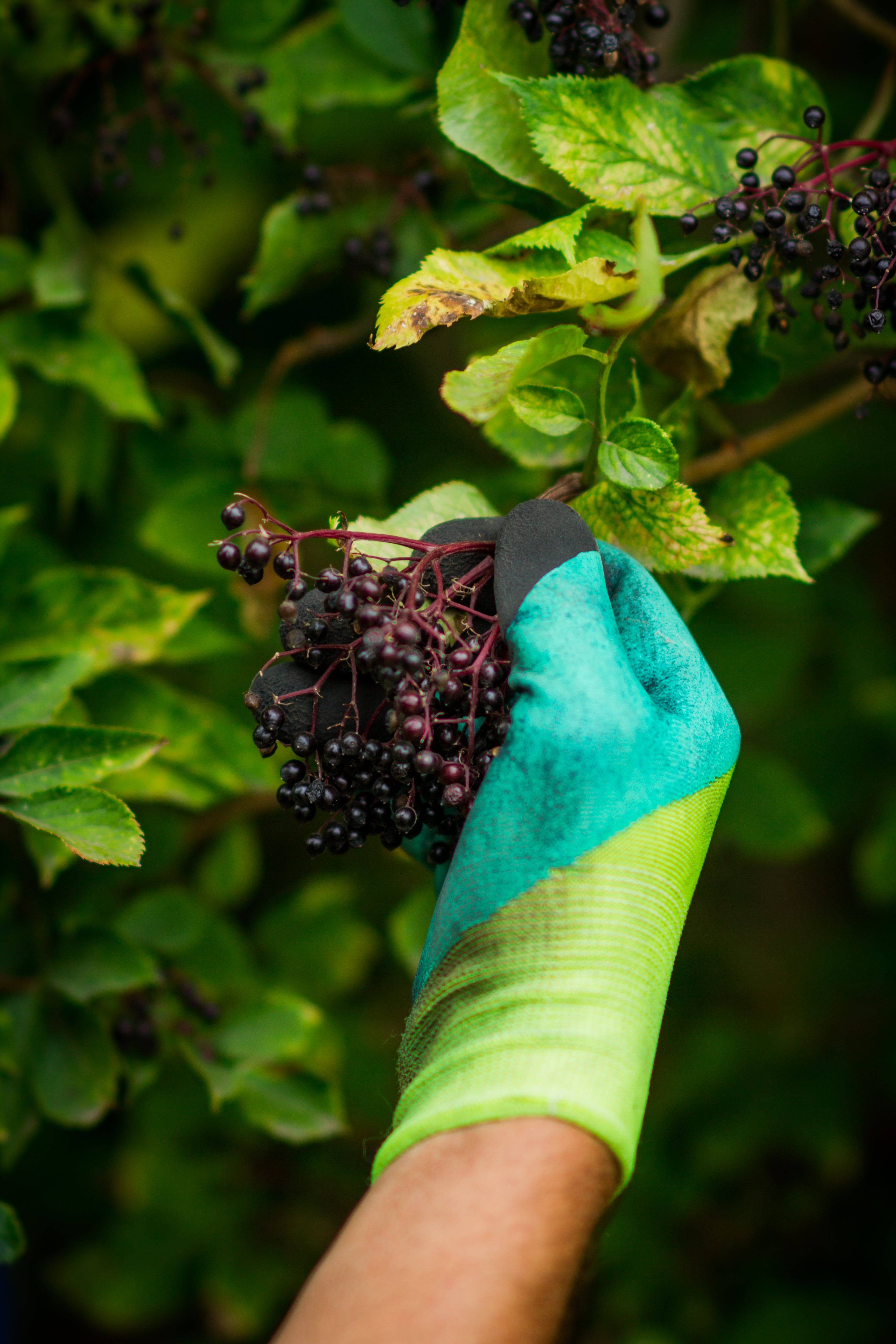 USDA-Certified Organic Dried Elderberries for Wholesale Production