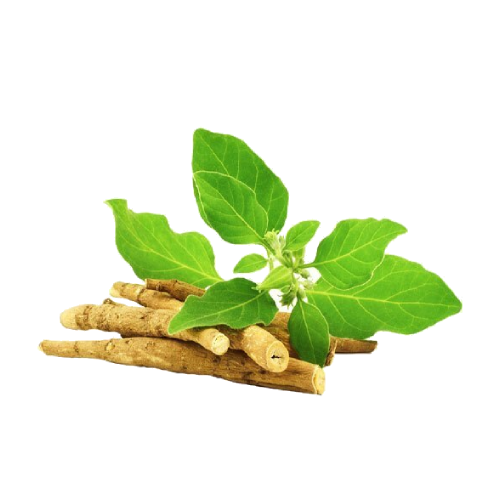 Ashwagandha Root Extract Powder