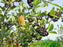 Organic Aronia Berries (Chokeberries) - Organic Whole Dried