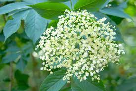 USDA Organic Elderflowers Cut/Sifted from Elderberry Tree (MOQ: 100lb)