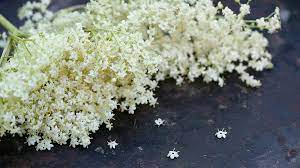 USDA Organic Elderflowers Cut/Sifted from Elderberry Tree for Wholesale Bulk Orders (Elder Flower 20lb Durable Polypropelene Sacks)