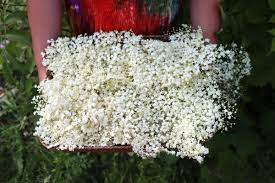 USDA Organic Elderflowers Cut/Sifted from Elderberry Tree (MOQ: 100lb)