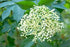 USDA Organic Elderflowers Cut/Sifted from Elderberry Tree for Wholesale Bulk Orders (Elder Flower 20lb Durable Polypropelene Sacks)